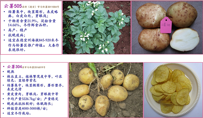 中心选育的代表性马铃薯品种